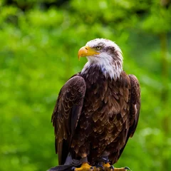 Foto op Plexiglas Bald Eagle © Travel Stock