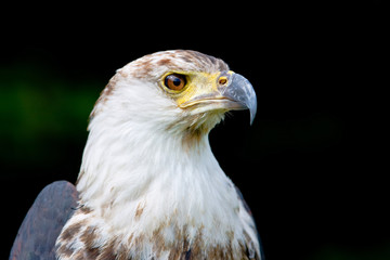 African fish eagle