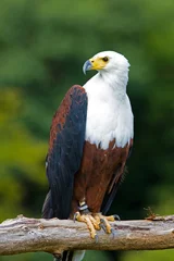 Photo sur Plexiglas Aigle African fish eagle