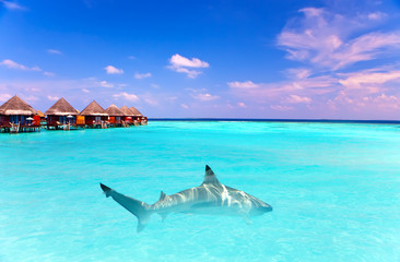 Fototapeta premium Island in ocean, overwater villas and a shark in ocean..