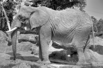 Elephant