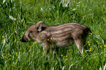 Wildsau