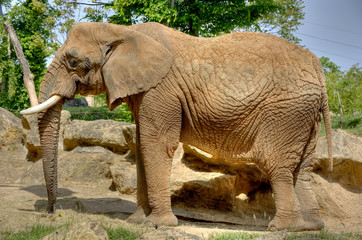 Elephant