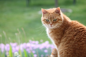 katze im seichten Gegenlicht rosa Hintergrund