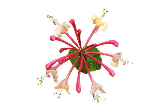 Honeysuckle Flower