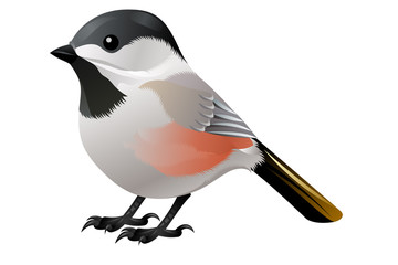 Obraz premium black, white and orange birsy
