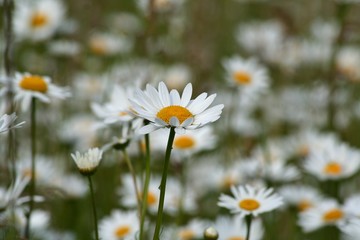 Marguerite dans son champ