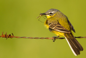 Blue-headed Wagtail on a wire with a prey