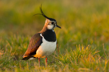 Lapwing in the field