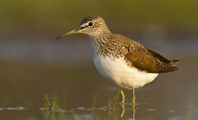 Green sandpiper in the water