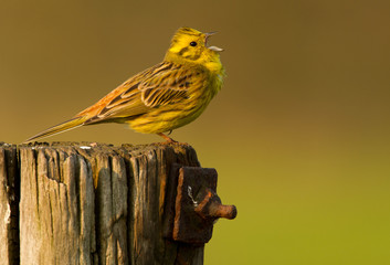 Yellowhammer singing on a pole