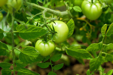 Junge grüne Tomaten