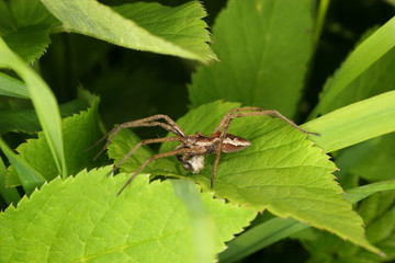 Listspinne (Pisaura mirabilis)