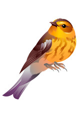 gray, yellow and brown birdy