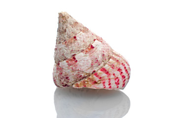 Sea shell