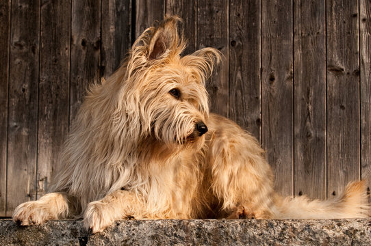 Berger de Picardie, Briard, H&uuml;tehund, Rassehund, Hund, Dog