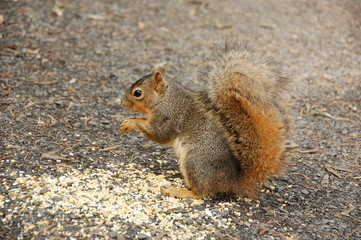 A squirrel eating on the ground