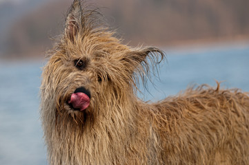 Berger de Picardie, Briard, Hütehund, Rassehund, Hund, Dog