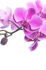 Obraz premium Beautiful purple orchid flowers isolated on white