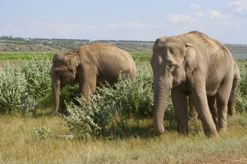 Fototapeta na wymiar Elephants for a walk