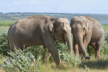 Fototapeta na wymiar Two elephants for a walk