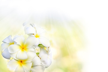 frangipani flowers (plumeria) on spring background