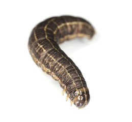 Moth larvae isolated on white background