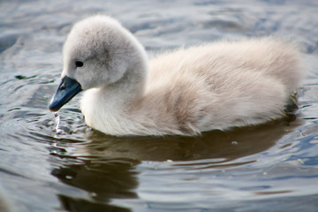 Small swan playing alone in a lake of a park.