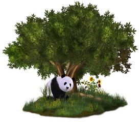 cute Panda © s.gatterwe