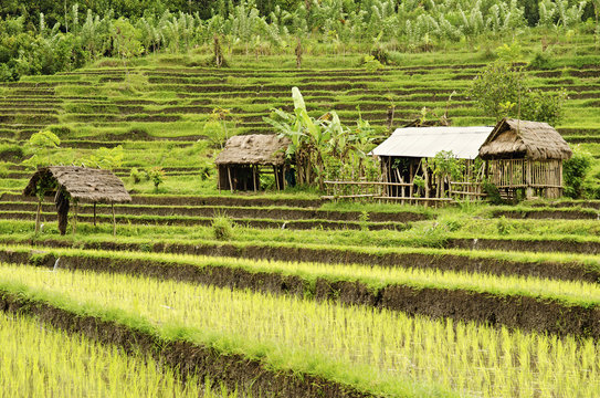rice field in bali indonesia