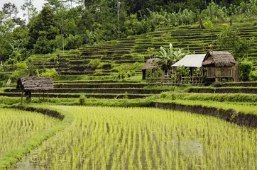 Foto op Plexiglas rice field in bali indonesia © TravelPhotography