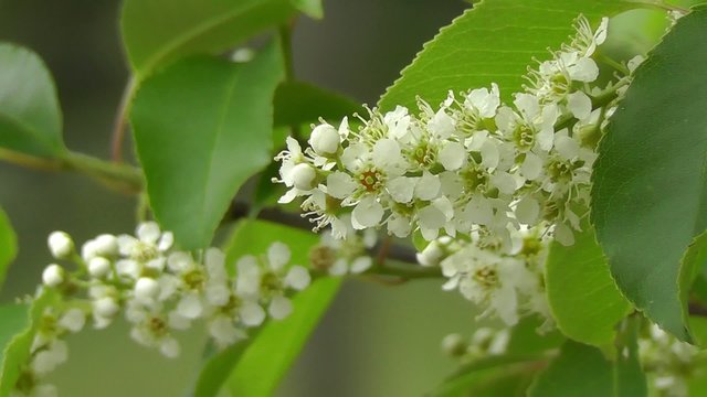 Gemeine Trauben-Kirsche - Prunus padus
