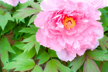 ピンクの牡丹の花