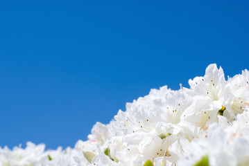 白いツツジの花と青空
