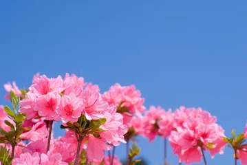 Crédence de cuisine en verre imprimé Azalée Fleurs de Kurume tsutsuji et ciel bleu