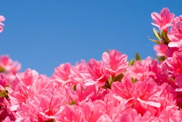 Afwasbaar Fotobehang Azalea Kurume tsutsuji-bloemen en blauwe lucht