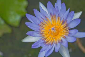 Purple water lilly on water background