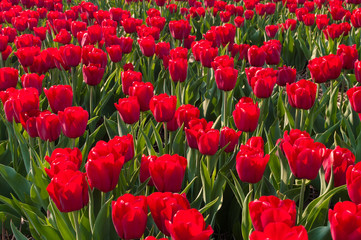 Obraz premium red tulips
