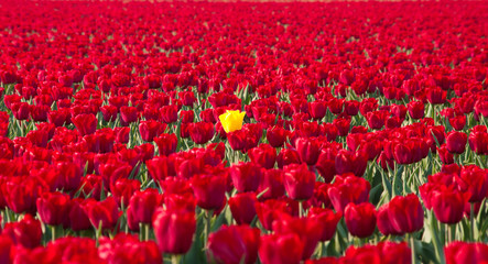 yellow tulip