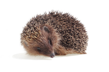 Young hedgehog
