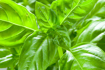 Basil leaves
