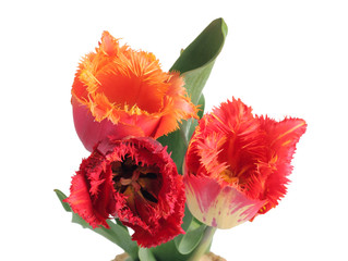 Fototapeta premium Tulips