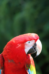 Red macaw parrot