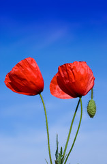 Naklejka premium Poppy flowers