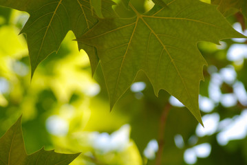 CONTRASTES DE HOJAS. PLATANUS HISPANICA