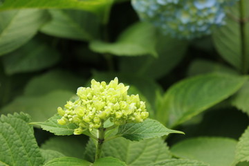 緑の紫陽花