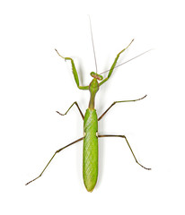 Green mantis isolated on white background