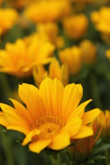 黄色のデイジー畑