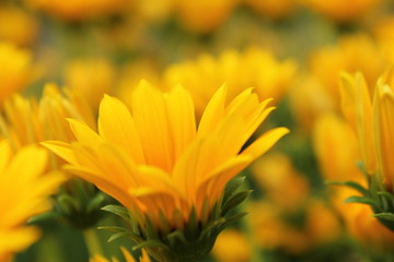 黄色のデイジー畑