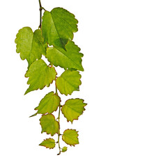 Branch isolated on white